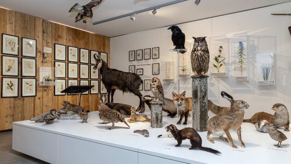 Naturkundemuseum im Heimathaus - Foto: Fred Lindmoser