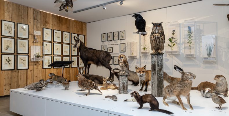 Naturkundemuseum im Heimathaus - Foto: Fred Lindmoser